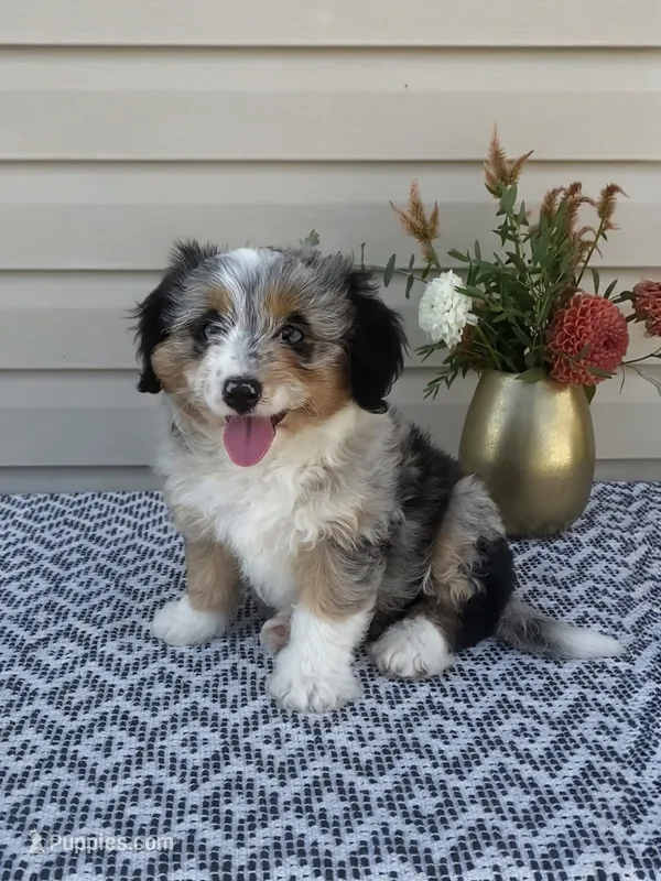 Lily – Miniature Aussiedoodle puppy for sale in Sugarcreek, OH