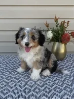 Lily, a female Miniature Aussiedoodle for sale in Sugarcreek, OH – 1 of 10