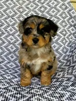 Chloe, a female Miniature Aussiedoodle for sale in Sugarcreek, OH – 3 of 8