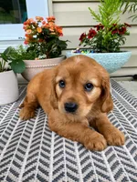 Milo, a male Miniature Golden Retriever for sale in Sugarcreek, OH – 3 of 8