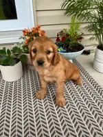 Moose, a male Miniature Golden Retriever for sale in Sugarcreek, OH – 3 of 6