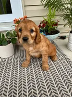 Moose, a male Miniature Golden Retriever for sale in Sugarcreek, OH – 4 of 6