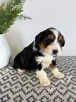 processed/1faf0789-5f5e-4ea0-a011-916afb06c398/listing/62bc84eb-ea9b-40a5-b651-c2f6250ea96f/d6096dd6-b9e8-4abf-a339-d1360cb6b63b