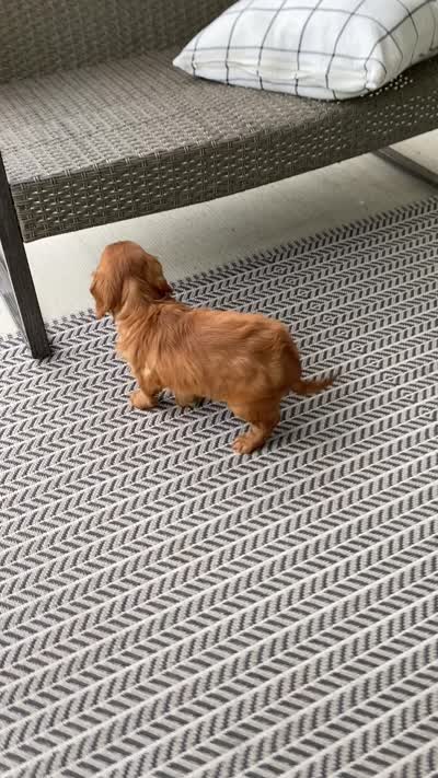 Muffin , a female Miniature Golden Retriever for sale in Sugarcreek, OH – 7 of 8