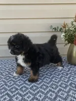 Remi, a female Miniature Aussiedoodle for sale in Sugarcreek, OH – 5 of 9