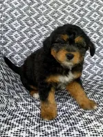 Tabby, a female Miniature Aussiedoodle for sale in Sugarcreek, OH – 3 of 8
