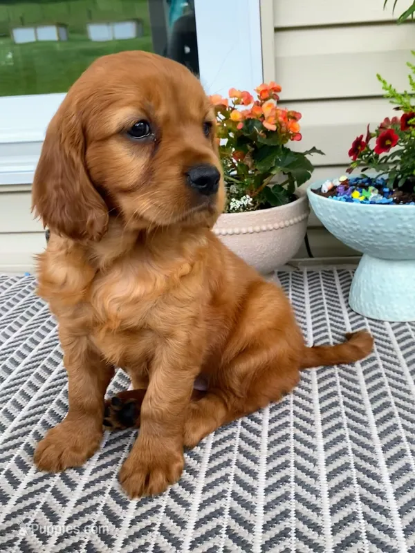 Marley – Miniature Golden Retriever puppy for sale in Sugarcreek, OH