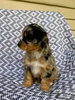 Chloe, a female Miniature Aussiedoodle for sale in Sugarcreek, OH – 7 of 8
