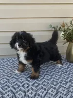 Remi, a female Miniature Aussiedoodle for sale in Sugarcreek, OH – 3 of 9