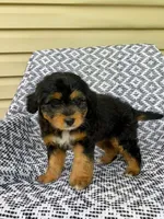 Tabby, a female Miniature Aussiedoodle for sale in Sugarcreek, OH – 2 of 8