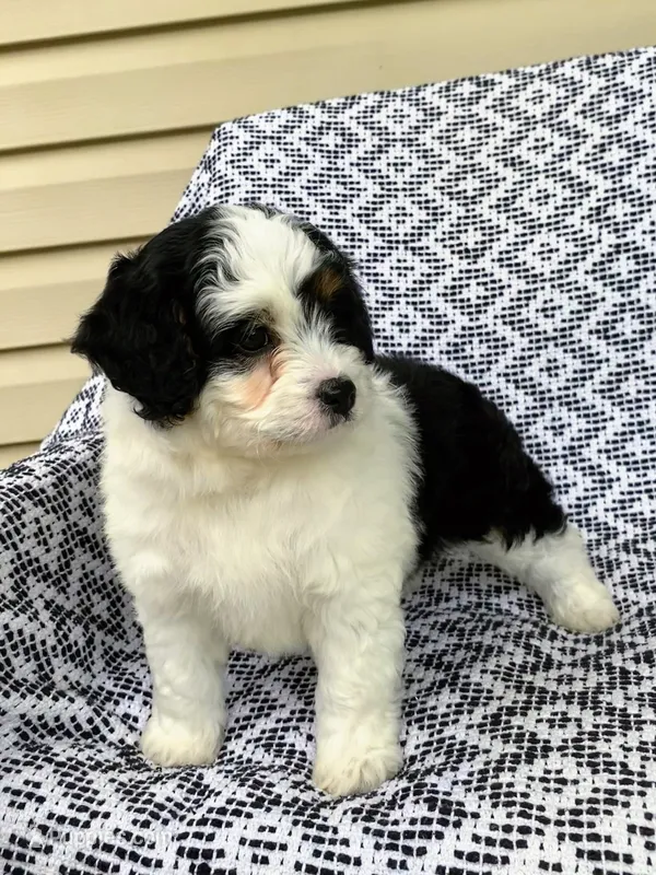 Bella – Miniature Aussiedoodle puppy for sale in Sugarcreek, OH