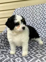 Bella, a female Miniature Aussiedoodle for sale in Sugarcreek, OH – 1 of 9