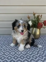 Lily, a female Miniature Aussiedoodle for sale in Sugarcreek, OH – 6 of 10