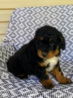 Ranger, a male Miniature Aussiedoodle for sale in Sugarcreek, OH – 2 of 4
