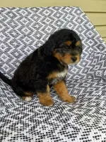 Tabby, a female Miniature Aussiedoodle for sale in Sugarcreek, OH – 5 of 8