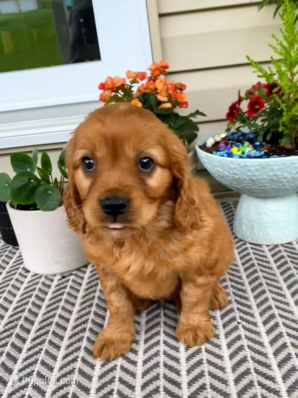 Murphy – Miniature Golden Retriever puppy for sale in Sugarcreek, OH
