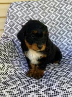 Ranger, a male Miniature Aussiedoodle for sale in Sugarcreek, OH – 3 of 4