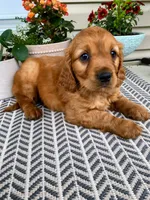 Max, a male Miniature Golden Retriever for sale in Sugarcreek, OH – 6 of 7