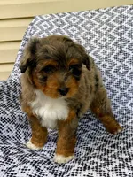Ozzie, a male Miniature Aussiedoodle for sale in Sugarcreek, OH – 3 of 8