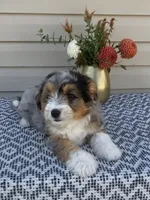 Mickey , a female Miniature Aussiedoodle for sale in Sugarcreek, OH – 6 of 10