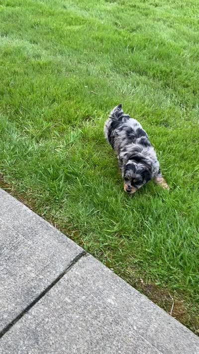 Chloe, a female Miniature Aussiedoodle for sale in Sugarcreek, OH – 8 of 8