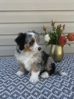 Lily, a female Miniature Aussiedoodle for sale in Sugarcreek, OH – 3 of 10