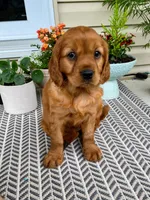 Marley, a female Miniature Golden Retriever for sale in Sugarcreek, OH – 8 of 9