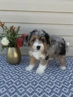 Mickey , a female Miniature Aussiedoodle for sale in Sugarcreek, OH – 4 of 10