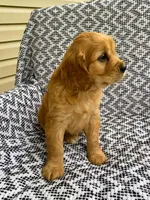 Maggie, a female Miniature Golden Retriever for sale in Sugarcreek, OH – 2 of 7