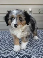 Lily, a female Miniature Aussiedoodle for sale in Sugarcreek, OH – 5 of 10