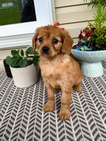 Muffin , a female Miniature Golden Retriever for sale in Sugarcreek, OH – 5 of 8