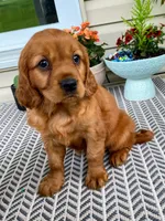 Marley, a female Miniature Golden Retriever for sale in Sugarcreek, OH – 5 of 9