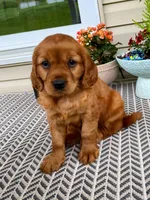 Marley, a female Miniature Golden Retriever for sale in Sugarcreek, OH – 3 of 9