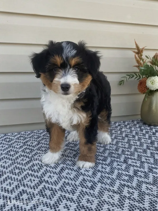 Amber – Miniature Aussiedoodle puppy for sale in Sugarcreek, OH