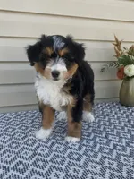 Amber, a female Miniature Aussiedoodle for sale in Sugarcreek, OH – 1 of 10