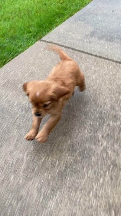 Millie, a female Miniature Golden Retriever for sale in Sugarcreek, OH – 9 of 9