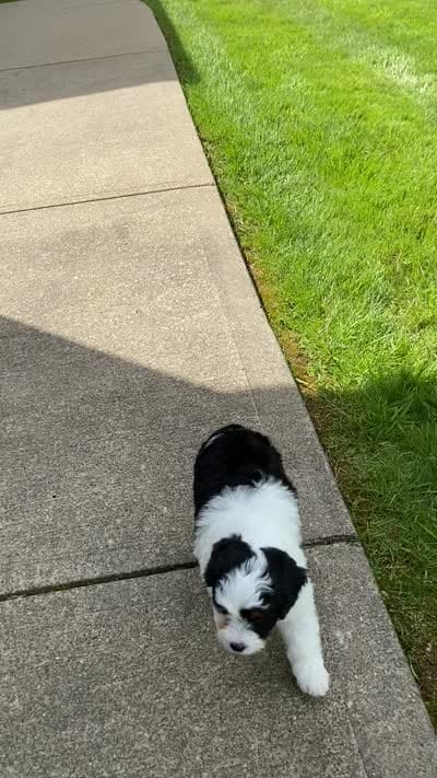 Bella, a female Miniature Aussiedoodle for sale in Sugarcreek, OH – 9 of 9