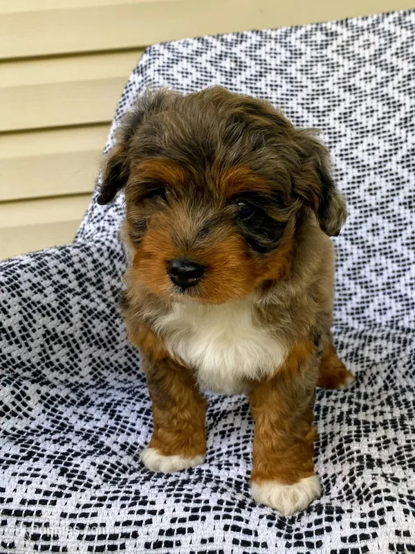 Ozzie – Miniature Aussiedoodle puppy for sale in Sugarcreek, OH