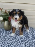 Amber, a female Miniature Aussiedoodle for sale in Sugarcreek, OH – 6 of 10