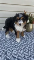 Amber, a female Miniature Aussiedoodle for sale in Sugarcreek, OH – 3 of 10