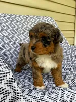 Ozzie, a male Miniature Aussiedoodle for sale in Sugarcreek, OH – 4 of 8