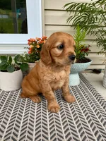Moose, a male Miniature Golden Retriever for sale in Sugarcreek, OH – 2 of 6