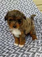 Ozzie, a male Miniature Aussiedoodle for sale in Sugarcreek, OH – 5 of 8