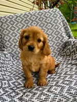 Milo, a male Miniature Golden Retriever for sale in Sugarcreek, OH – 7 of 8
