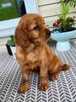 Marley, a female Miniature Golden Retriever for sale in Sugarcreek, OH – 4 of 9