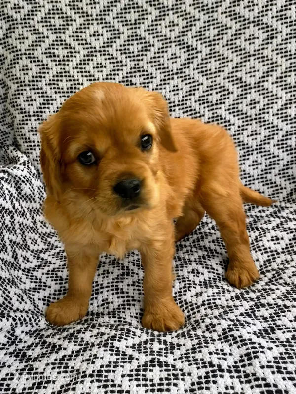 Millie – Miniature Golden Retriever puppy for sale in Sugarcreek, OH