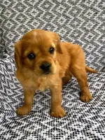 Millie, a female Miniature Golden Retriever for sale in Sugarcreek, OH – 1 of 9