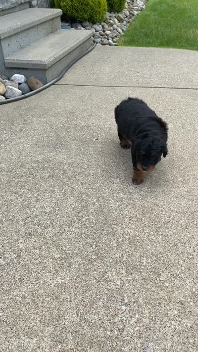 Ranger, a male Miniature Aussiedoodle for sale in Sugarcreek, OH – 4 of 4