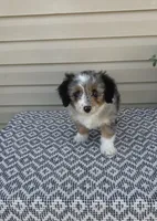 Lily, a female Miniature Aussiedoodle for sale in Sugarcreek, OH – 4 of 10