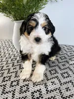 Diego, a male Miniature Aussiedoodle for sale in Sugarcreek, OH – Photo 1 of 4
